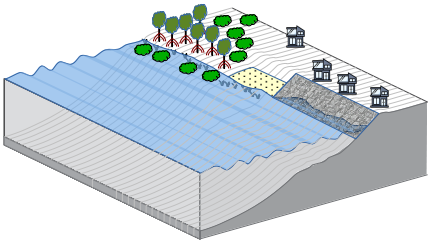 Mangrove coast