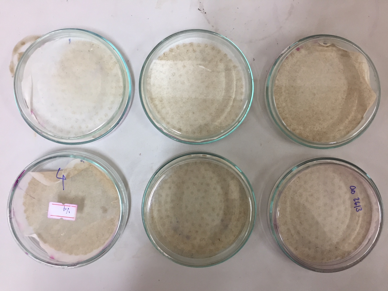 Sediment samples after filtered